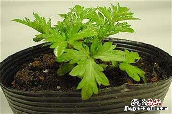 3大外形特征教你辨别艾草 艾草是什么样子的图片