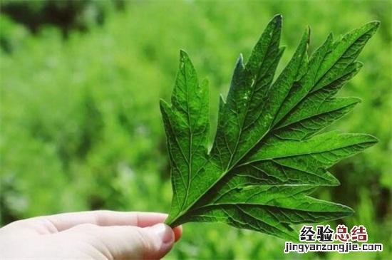 3大外形特征教你辨别艾草 艾草是什么样子的图片