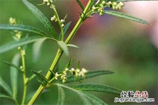 3大外形特征教你辨别艾草 艾草是什么样子的图片