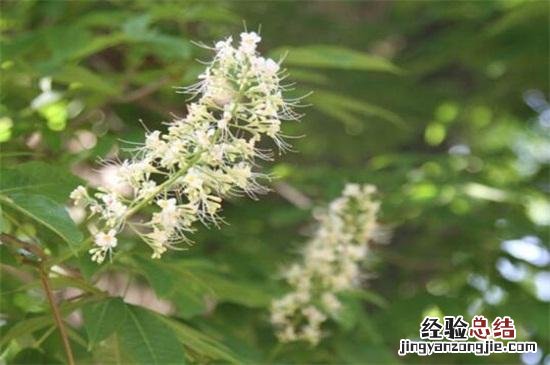 3大外形特征教你辨别艾草 艾草是什么样子的图片