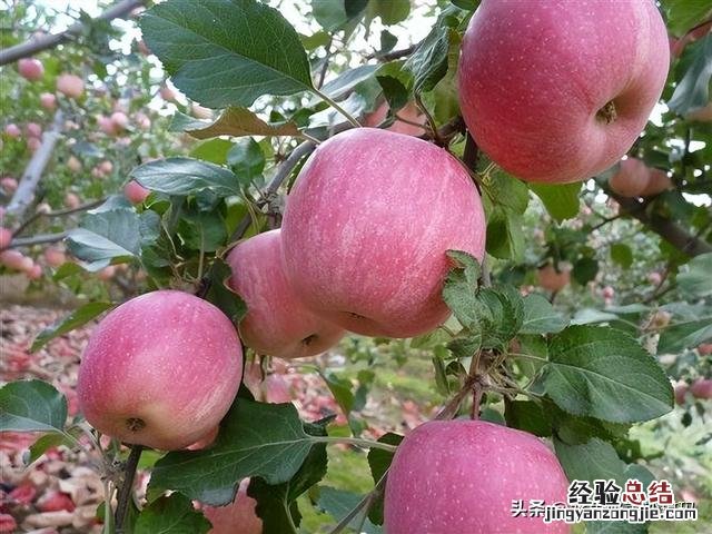 全国各省最出名的特产 中国各个省市的特产