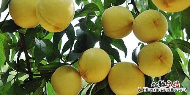 全国各省最出名的特产 中国各个省市的特产