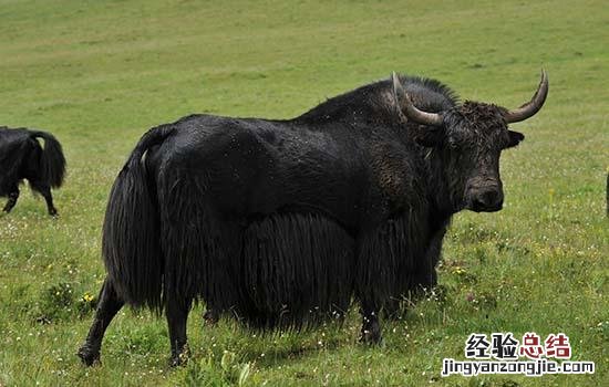 甘肃正宗的十大特产 甘肃省十大特产是什么