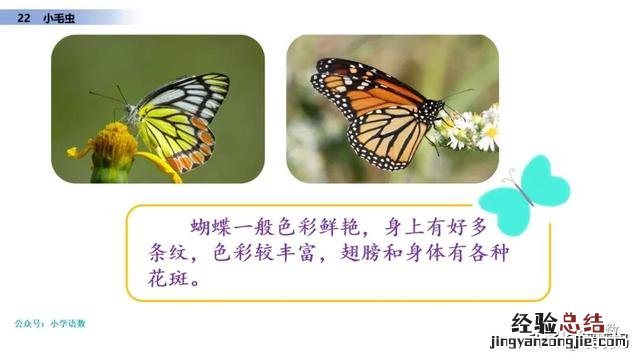 二年级下册语文小毛虫电子课本 二年级语文下册小毛虫课文讲解