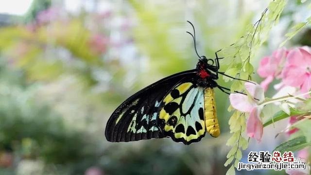 二年级下册语文小毛虫电子课本 二年级语文下册小毛虫课文讲解