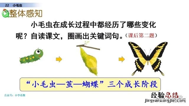 二年级下册语文小毛虫电子课本 二年级语文下册小毛虫课文讲解