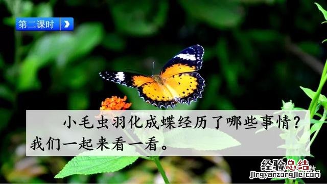 二年级下册语文小毛虫电子课本 二年级语文下册小毛虫课文讲解