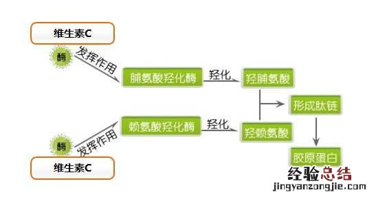 补维c的正确方法 为什么要补维生素c