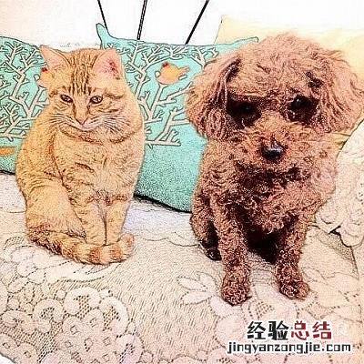 南瓜饼用面粉还是糯米粉 南瓜饼的做法家常做法