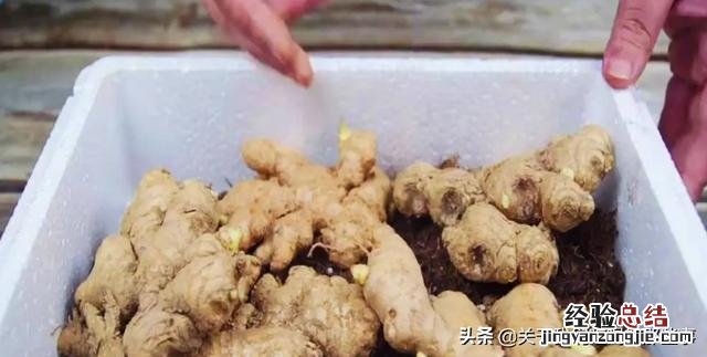 生姜怎样保存小妙招 如何保存生姜可以放久一点