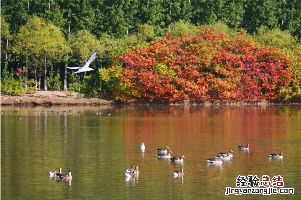 北京湿地公园一览表 北京湿地公园哪个好玩