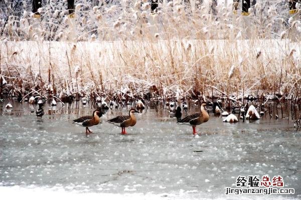 北京湿地公园一览表 北京湿地公园哪个好玩