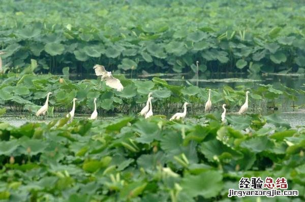 北京湿地公园一览表 北京湿地公园哪个好玩