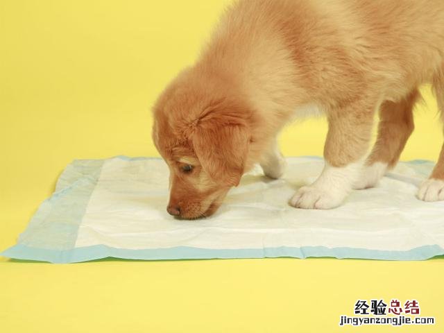 训狗上厕所最简单的方法 训狗大小便教程