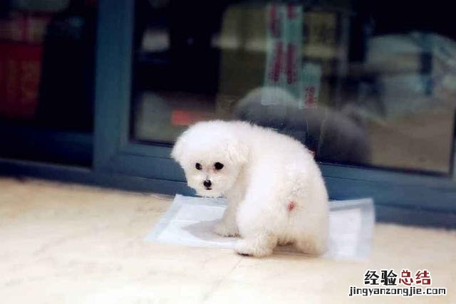 训狗上厕所最简单的方法 训狗大小便教程