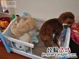 如何训练小型狗狗定点大小便 怎样训练狗狗定点大小便