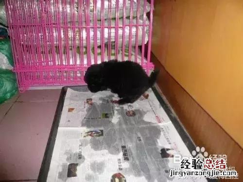 如何训练小型狗狗定点大小便 怎样训练狗狗定点大小便