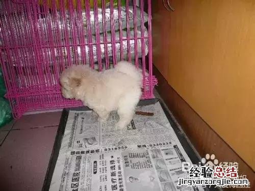如何训练小型狗狗定点大小便 怎样训练狗狗定点大小便
