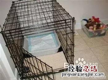 如何训练小型狗狗定点大小便 怎样训练狗狗定点大小便