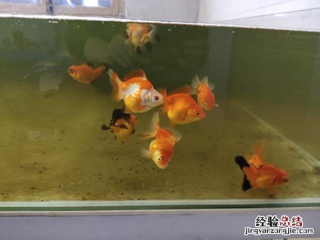 新缸养鱼的正确方法 新手养鱼死鱼正常吗