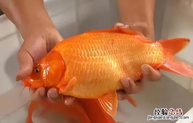 新缸养鱼的正确方法 新手养鱼死鱼正常吗