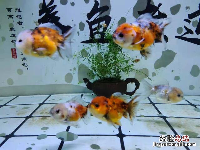 新缸养鱼的正确方法 新手养鱼死鱼正常吗