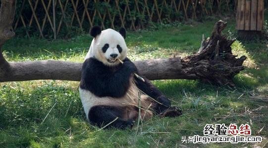 去成都自由行怎么玩最划算 第一次去成都去哪里比较好