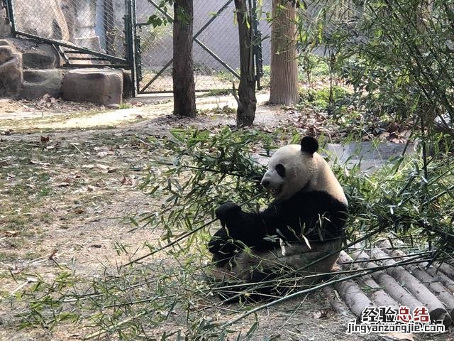 去成都旅游攻略三天三夜 成都攻略最市井的玩法推荐