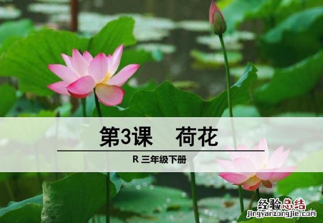 三年级下册荷花课文原文 三年级下册语文课文《荷花》