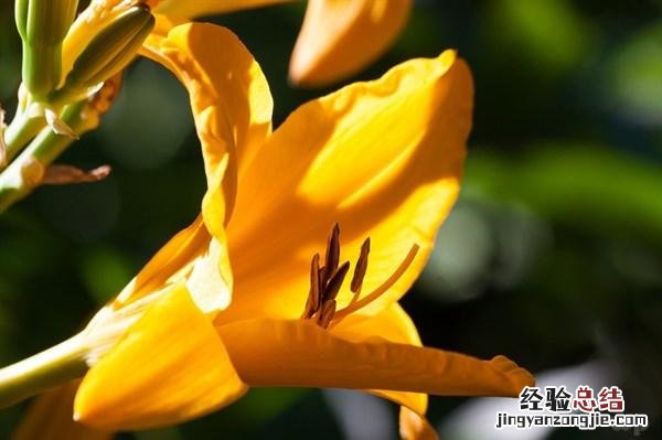 清热消炎的蔬菜有哪些 吃什么蔬菜可以清热解毒