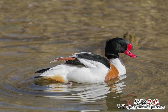 学习拼音的好方法 拼音应该如何学好