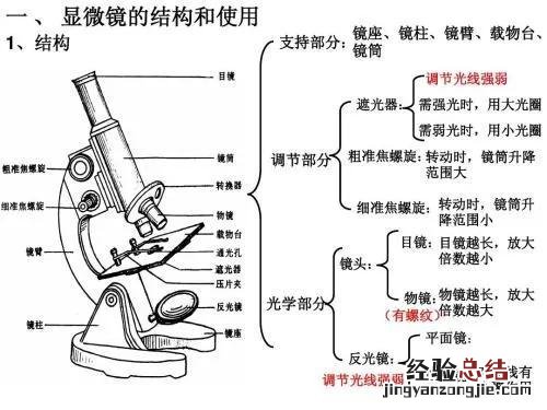 七年级上册生物显微镜知识点归纳 七年级上册生物第一章显微镜