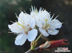 推荐穿越古代种田文小说排行榜 十大公认最好看的穿越种田文推荐