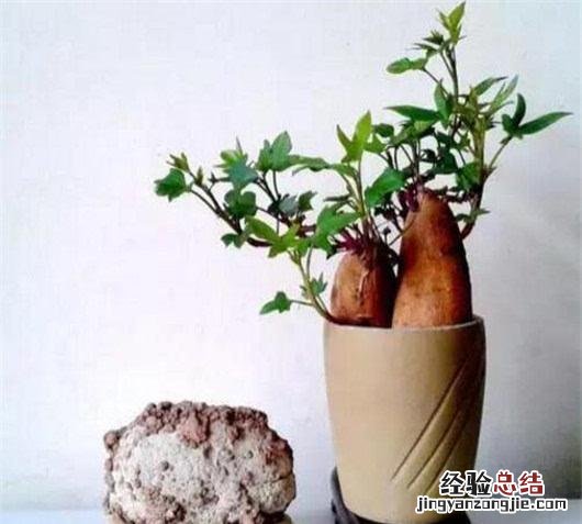 生芽的红薯到底能不能吃 红薯生根发芽了还能吃吗