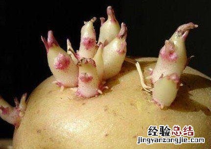 生芽的红薯到底能不能吃 红薯生根发芽了还能吃吗