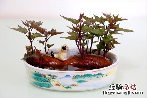 生芽的红薯到底能不能吃 红薯生根发芽了还能吃吗