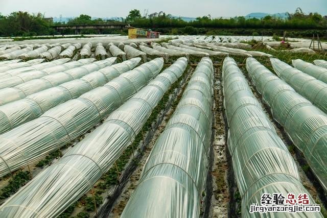 十大耐雨水的蔬菜 雨水节气能种植什么蔬菜