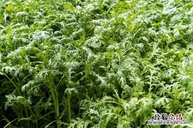 十大耐雨水的蔬菜 雨水节气能种植什么蔬菜