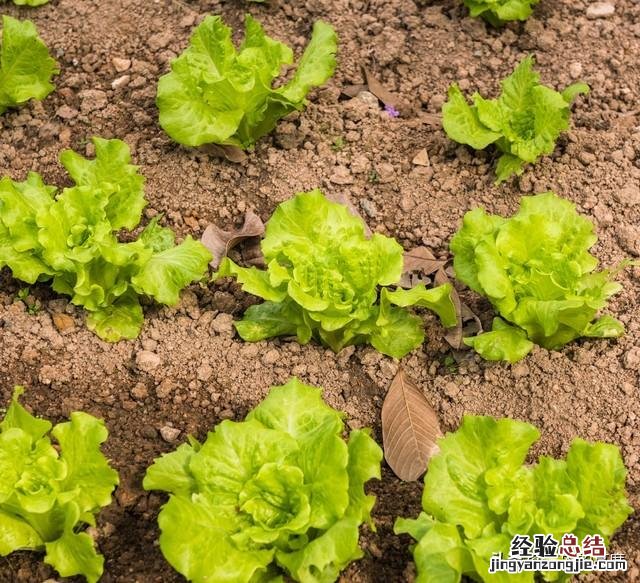 十大耐雨水的蔬菜 雨水节气能种植什么蔬菜