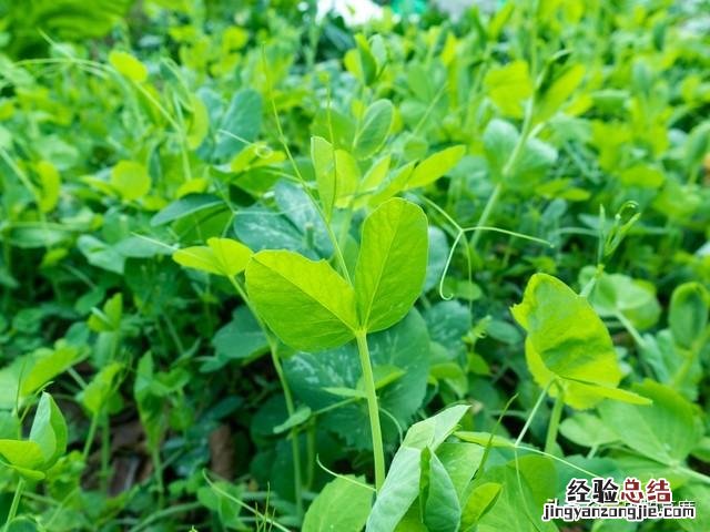 十大耐雨水的蔬菜 雨水节气能种植什么蔬菜