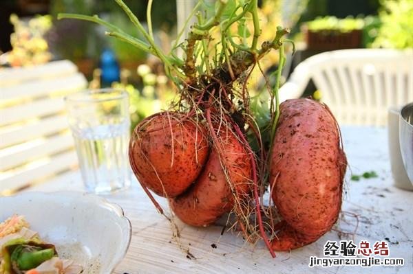 什么食物发芽不可以吃 那些食物发芽不能吃