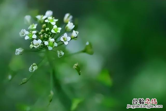 荠菜自古以来就被视作野菜中的上品 荠菜开花的图片