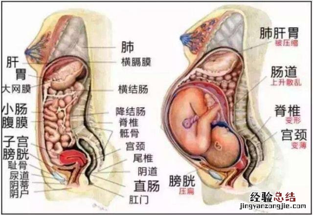 为什么胃部会出现“胃烧心” 孕妇胃酸烧心怎么快速缓解