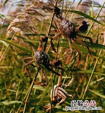 河蟹的鲜香的三种做法 河蟹怎么做才好吃