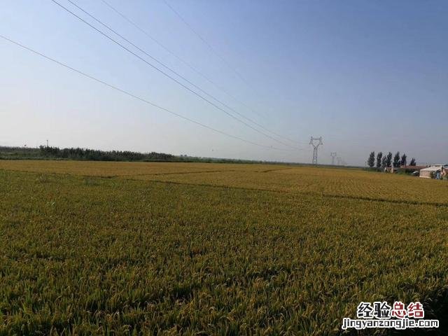 河蟹的鲜香的三种做法 河蟹怎么做才好吃
