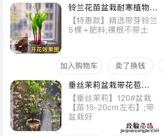 花了29块钱入手了一棵垂丝茉莉 垂丝茉莉耐寒多少度