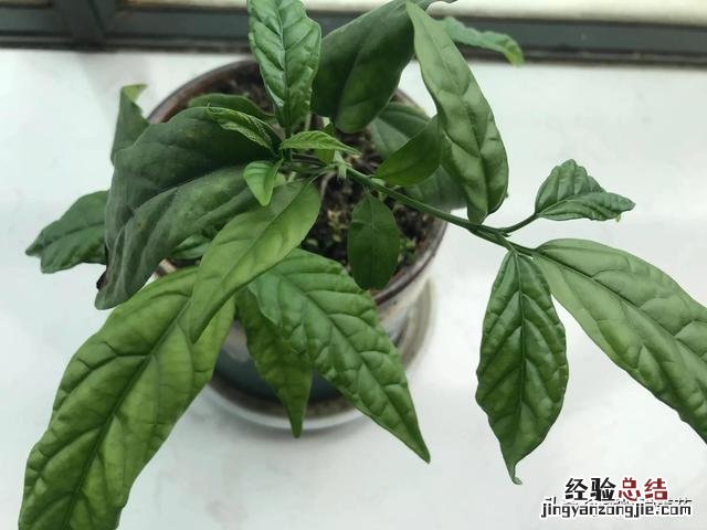 花了29块钱入手了一棵垂丝茉莉 垂丝茉莉耐寒多少度