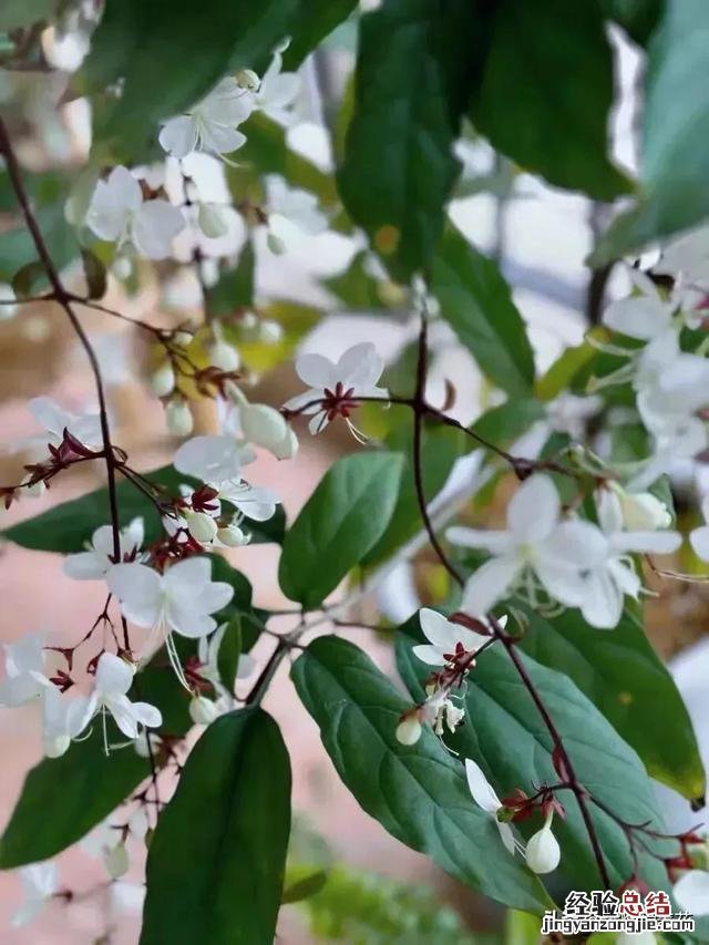 花了29块钱入手了一棵垂丝茉莉 垂丝茉莉耐寒多少度