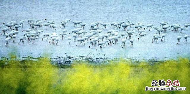 中国最大的淡水湖群分布在哪里 我国五大淡水湖