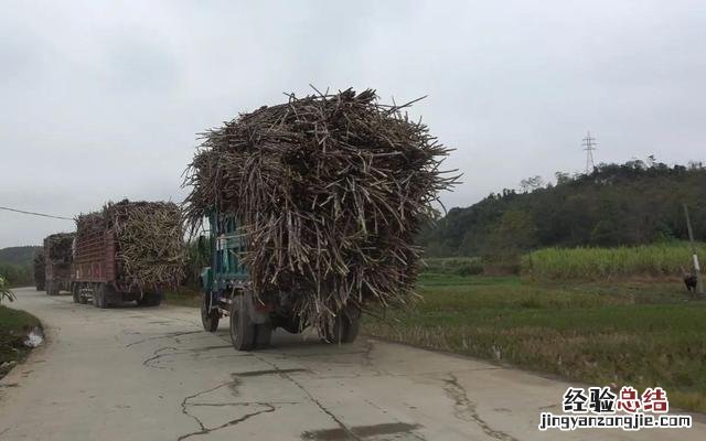 广西糖厂即将开榨了 广西甘蔗批发多少钱一吨